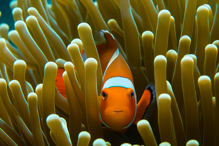 Top 10 Fascinating Facts About Clownfish You Didn’t Know
